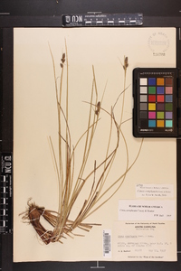 Carex complanata image