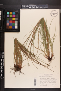 Carex complanata image