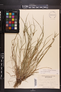 Carex corrugata image