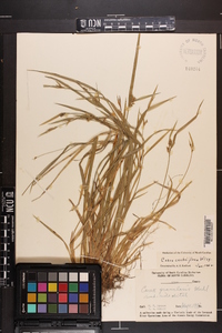 Carex crebriflora image