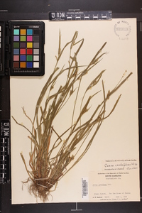 Carex crebriflora image