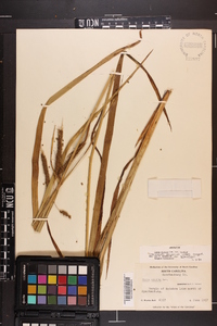 Carex crinita var. crinita image