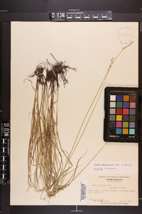 Carex festucacea image