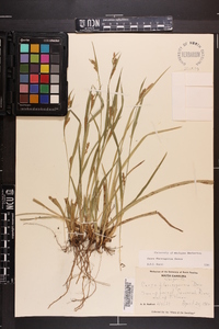 Carex flaccosperma image