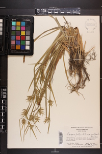 Carex folliculata image