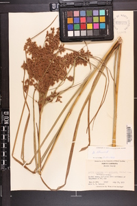 Scirpus cyperinus var. eriophorum image