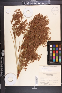 Scirpus cyperinus var. eriophorum image