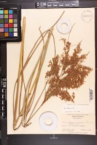 Scirpus cyperinus var. eriophorum image