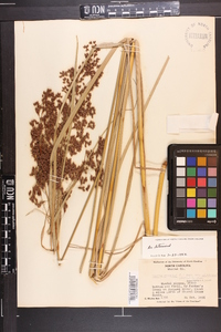 Scirpus cyperinus var. eriophorum image