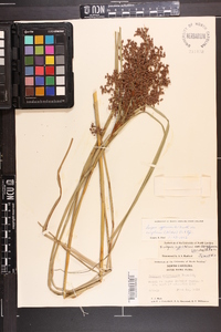 Scirpus cyperinus var. eriophorum image