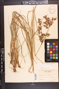 Scirpus cyperinus var. pelius image