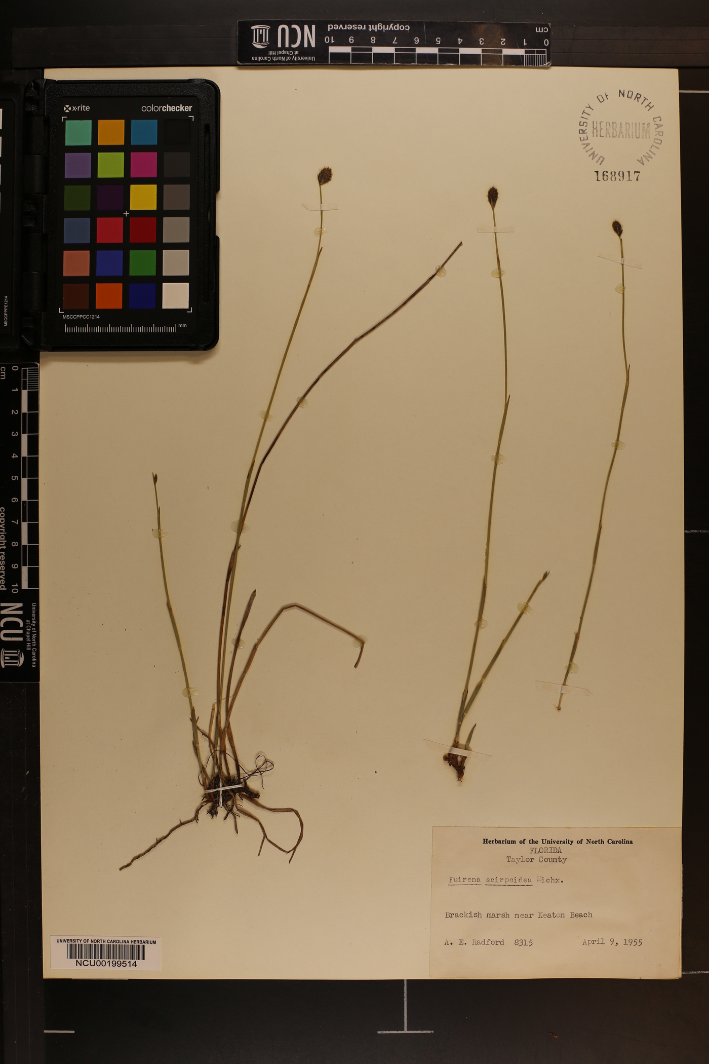 Fuirena scirpoidea image