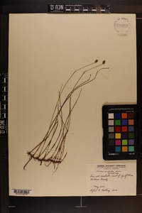 Fuirena scirpoidea image