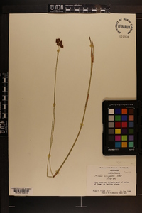 Fuirena scirpoidea image