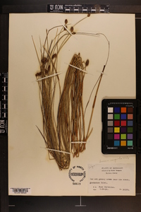 Fuirena scirpoidea image