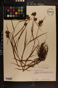 Fuirena squarrosa image