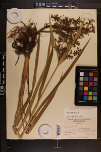 Scirpus expansus image