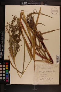 Scirpus expansus image