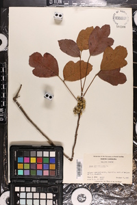 Toxicodendron pubescens image