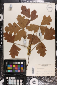 Toxicodendron pubescens image