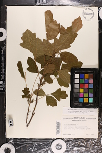 Toxicodendron pubescens image