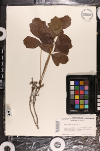 Toxicodendron pubescens image