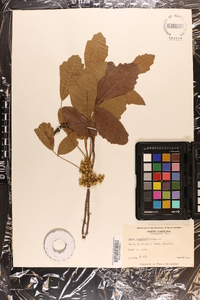 Toxicodendron pubescens image