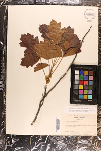 Toxicodendron pubescens image