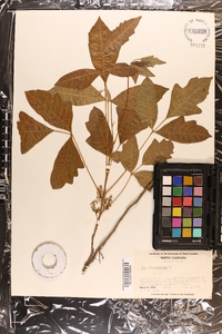 Toxicodendron pubescens image