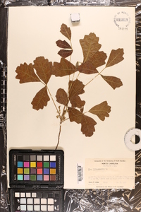 Toxicodendron pubescens image