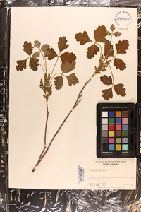 Toxicodendron pubescens image