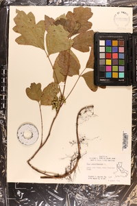 Toxicodendron pubescens image