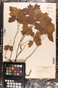 Toxicodendron pubescens image