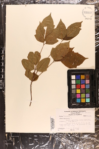 Toxicodendron pubescens image