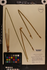 Eleocharis equisetoides image