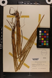 Eleocharis equisetoides image