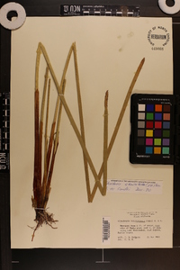 Eleocharis equisetoides image