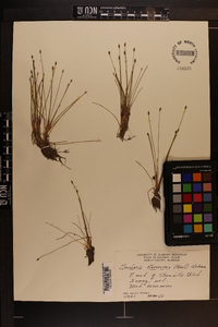 Eleocharis flavescens image