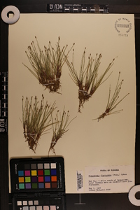 Eleocharis flavescens image