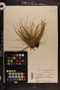 Eleocharis flavescens image