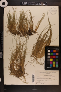 Eleocharis flavescens image