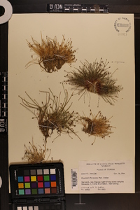 Eleocharis flavescens image