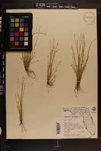 Eleocharis geniculata image