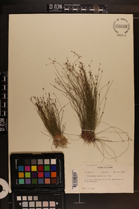 Eleocharis microcarpa image