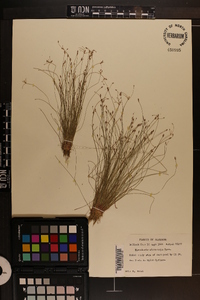 Eleocharis microcarpa image