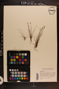 Eleocharis microcarpa image