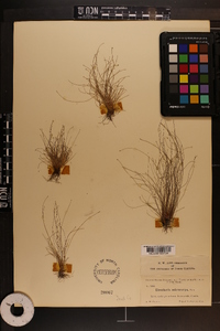 Eleocharis microcarpa image