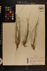 Eleocharis microcarpa image