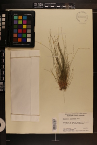 Eleocharis microcarpa image