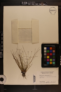 Eleocharis microcarpa image